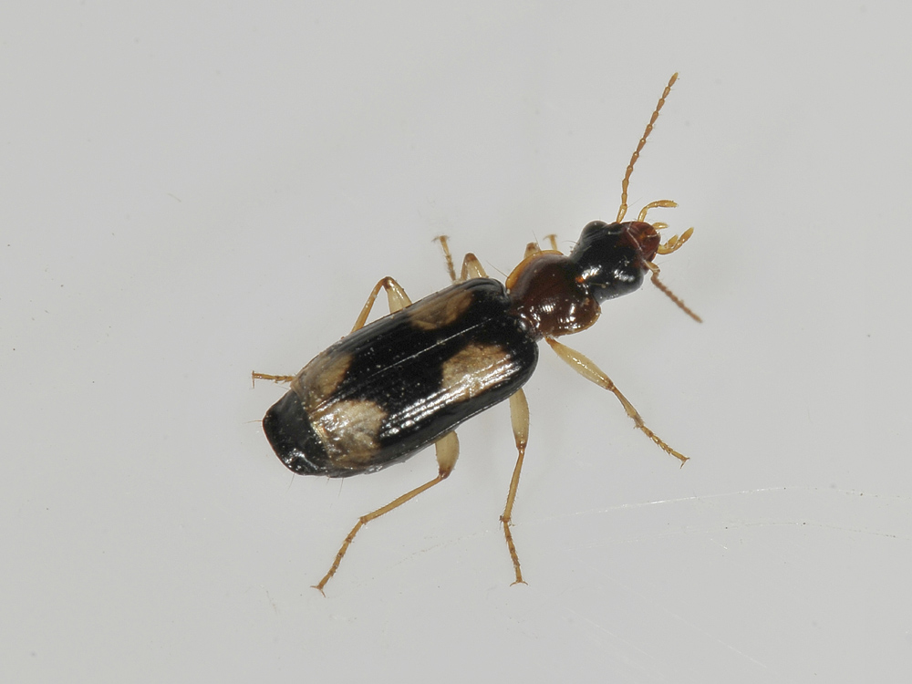 Dromius quadrimaculatus